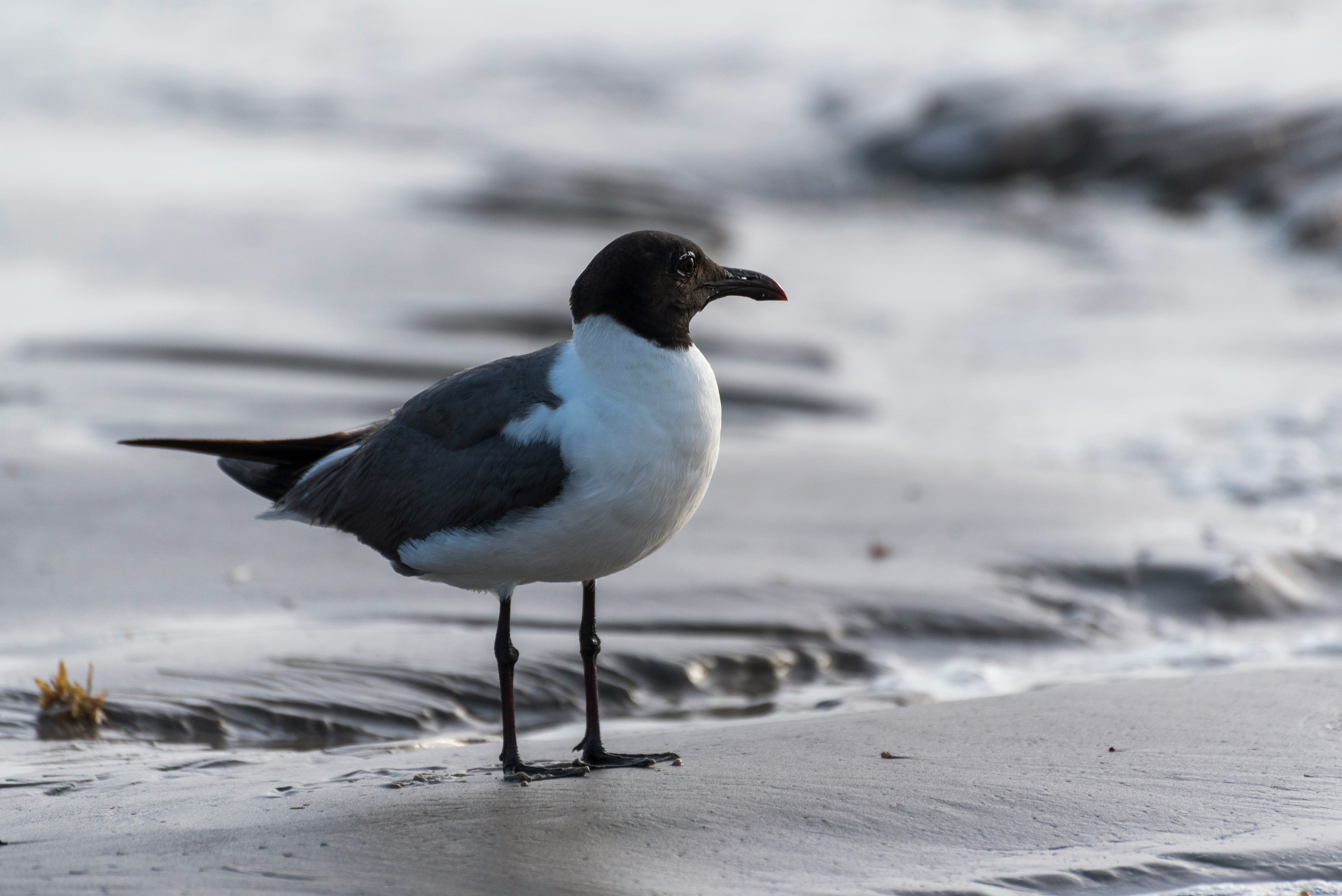 white and black bird on water